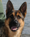 K9 Jackie, United States Department of Homeland Security - Customs and ...