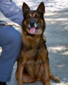 K9 Rao, South Carolina Highway Patrol, South Carolina