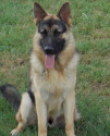 K9 Jaeger, Stephens County Sheriff's Office, Oklahoma