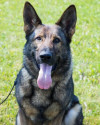 K9 Axel, Kent County Sheriff's Office, Michigan