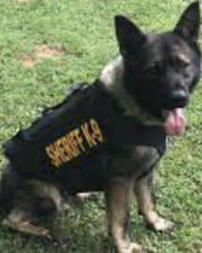 K9 Ciro Humphreys County Sheriff s Office Tennessee