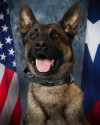 K9 Lenin, Baytown Police Department, Texas