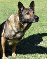 Officer Down Memorial Page K9 (ODMP K9)