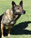 K9 Santos, Wake County Sheriff's Office, North Carolina