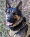 K9 Deebo, Harris County Sheriff's Office, Georgia