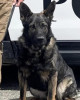 K9 Riddick | Nampa Police Department, Idaho