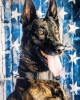 K9 Kodak | Richland County Sheriff's Department, South Carolina