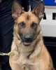 K9 Draco | Mount Airy Police Department, North Carolina