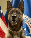 K9 Garda | United States Department of Homeland Security - Customs and Border Protection - Office of Field Operations, U.S. Government