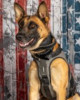 K9 Bumi | Richland County Sheriff's Department, South Carolina