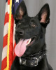 K9 Kaya | Streetsboro Police Department, Ohio